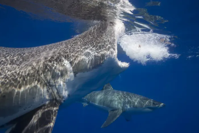Framed Print : Great white shark (Carcharodon carcharias), two below surface. Guadalupe Island, Mexico Framed Print : Great white shark (Carcharodon carcharias), two below surface. Guadalupe Island, Mexico
