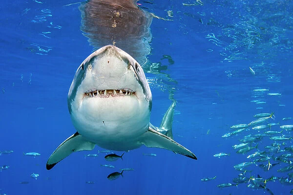Great white shark (Carcharodon carcharias) swimming close to the surface, Guadalupe Island, Baja California, Mexico, Pacific Ocean
