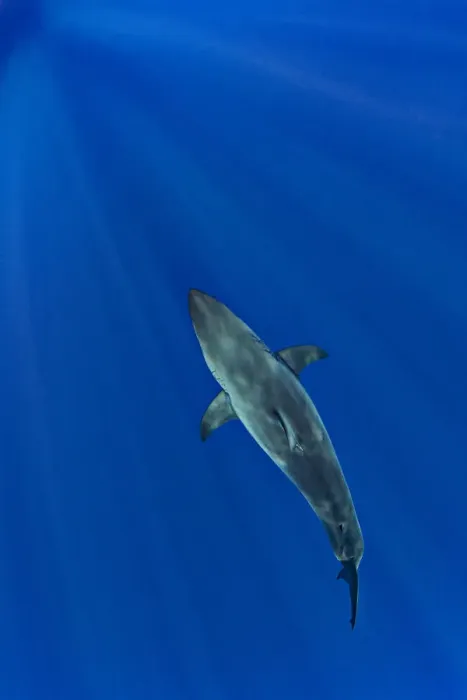 Framed Print : Great white shark (Carcharodon carcharias) from above. Guadalupe Island, Baja California, Mexico Framed Print : Great white shark (Carcharodon carcharias) from above. Guadalupe Island, Baja California, Mexico