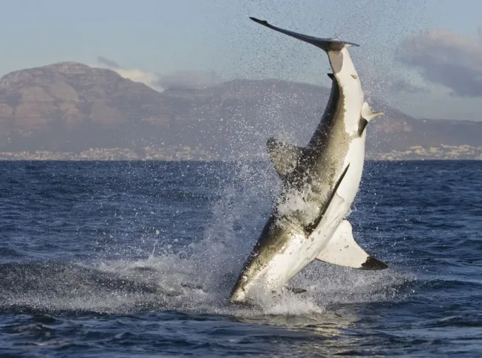 Framed Print : Great white shark {Carcharodon carcharias} breaching. South Africa Framed Print : Great white shark {Carcharodon carcharias} breaching. South Africa