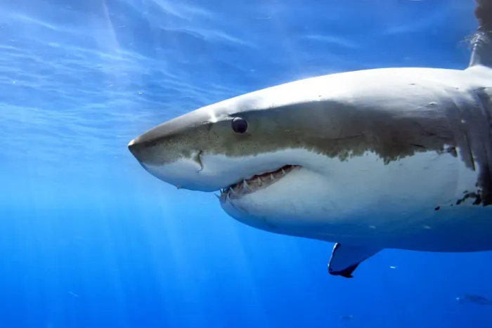 Framed Print : Great white shark (Carcharodon carcharias) Guadalupe Island or Isla Guadalupe, Pacific Ocean Framed Print : Great white shark (Carcharodon carcharias) Guadalupe Island or Isla Guadalupe, Pacific Ocean