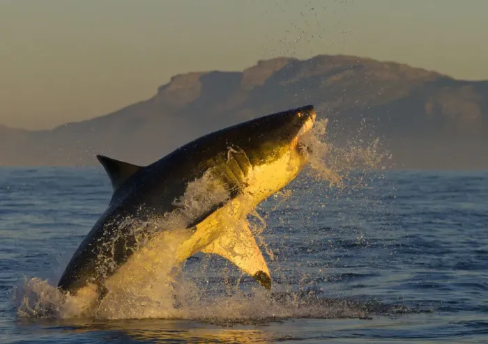 Framed Print : Great white shark (Carcharodon carcharias) leaping out of the water. False Bay, South Africa Framed Print : Great white shark (Carcharodon carcharias) leaping out of the water. False Bay, South Africa