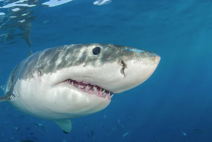 Framed Print : Great white shark (Carcharodon carcharias) portrait, Guadalupe Island, Mexico, Pacific Ocean Framed Print : Great white shark (Carcharodon carcharias) portrait, Guadalupe Island, Mexico, Pacific Ocean