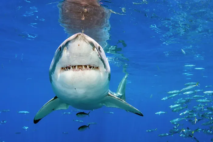 Framed Print : Great white shark (Carcharodon carcharias) swimming close to the surface, Guadalupe Island, Baja California, Mexico, Pacific Ocean Framed Print : Great white shark (Carcharodon carcharias) swimming close to the surface, Guadalupe Island, Baja California, Mexico, Pacific Ocean