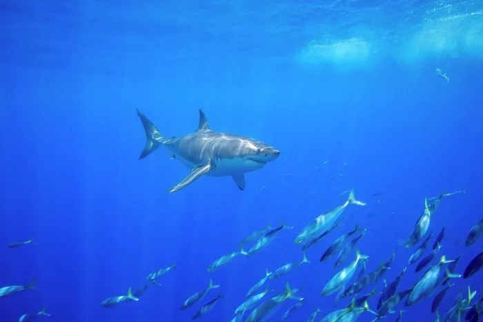 Framed Print : Great white shark (Carcharodon carcharias) swimming over a school of Scad mackerel (Decapterus macarellus) off Guadalupe Island, Mexico, Pacific Ocean Framed Print : Great white shark (Carcharodon carcharias) swimming over a school of Scad mackerel (Decapterus macarellus) off Guadalupe Island, Mexico, Pacific Ocean