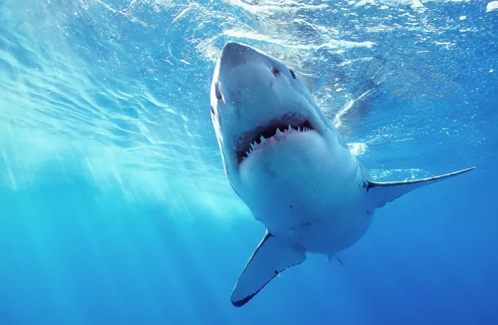 Framed Print : Great white shark (Carcharodon carcharias) underwater, Guadalupe, Mexico, Caribbean Sea Framed Print : Great white shark (Carcharodon carcharias) underwater, Guadalupe, Mexico, Caribbean Sea