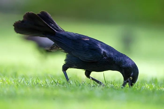 Framed Print : Greater Antillean grackle (Quiscalus niger) digging in grass for food, Grand Cayman, Cayman Islands, British West Indies Framed Print : Greater Antillean grackle (Quiscalus niger) digging in grass for food, Grand Cayman, Cayman Islands, British West Indies