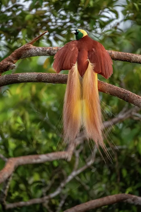 Framed Print : Greater bird of paradise (Paradisaea apoda) male, courtship display, Aru Island, Indonesia Framed Print : Greater bird of paradise (Paradisaea apoda) male, courtship display, Aru Island, Indonesia