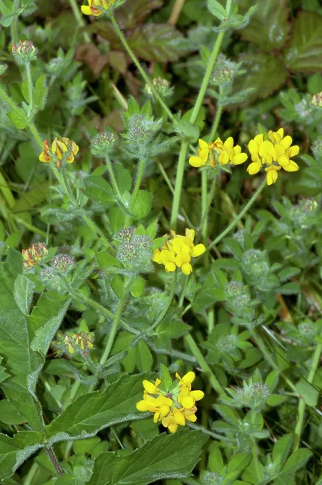 Framed Print : Greater bird's-foot-trefoil (Lotus pedunculatus) in flower, Bryher, Isles of Scilly, UK. May Framed Print : Greater bird's-foot-trefoil (Lotus pedunculatus) in flower, Bryher, Isles of Scilly, UK. May