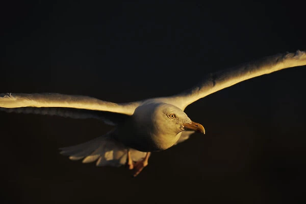 Greater black backed gull (Larus marinus) in flight North Atlantic, Flatanger, Nord-Trndelag