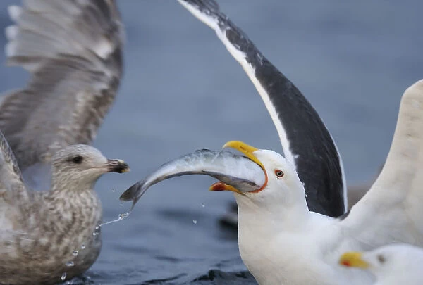 Greater black backed gull (Larus marinus) swallowing large fish, North Atlantic, Flatanger