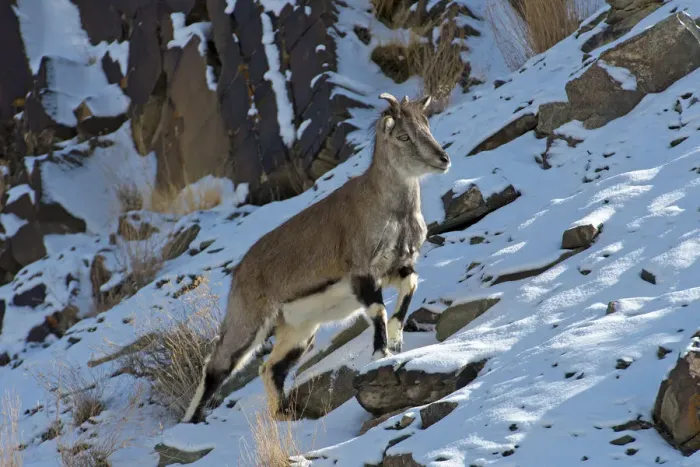 Framed Print : Greater blue sheep (Pseudois nayaur), important prey species for snow leopards (Panthera uncia) Framed Print : Greater blue sheep (Pseudois nayaur), important prey species for snow leopards (Panthera uncia)