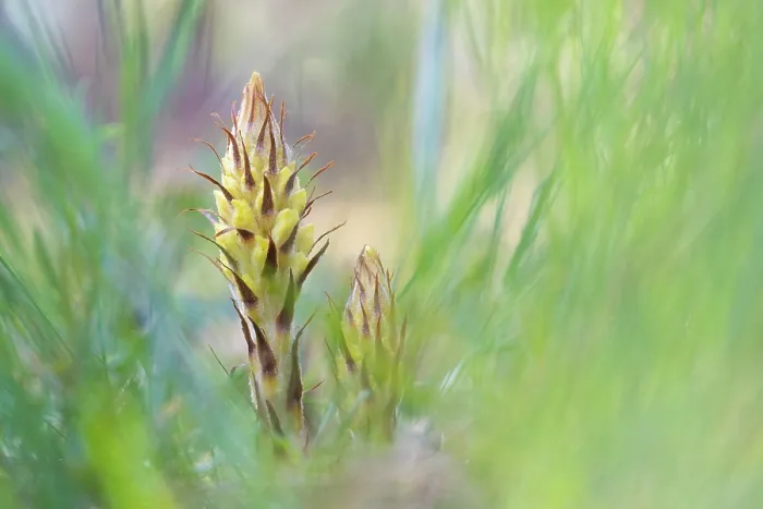 Framed Print : Greater broomrape (Orobanche rapum-genistae) in flower, Nijmegen, The Netherlands. May Framed Print : Greater broomrape (Orobanche rapum-genistae) in flower, Nijmegen, The Netherlands. May