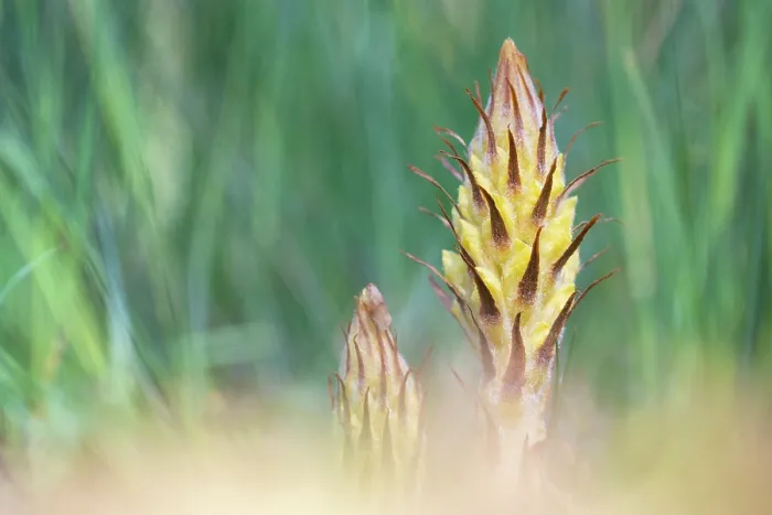 Framed Print : Greater broomrape (Orobanche rapum-genistae) flower, Nijmegen, The Netherlands. May Framed Print : Greater broomrape (Orobanche rapum-genistae) flower, Nijmegen, The Netherlands. May