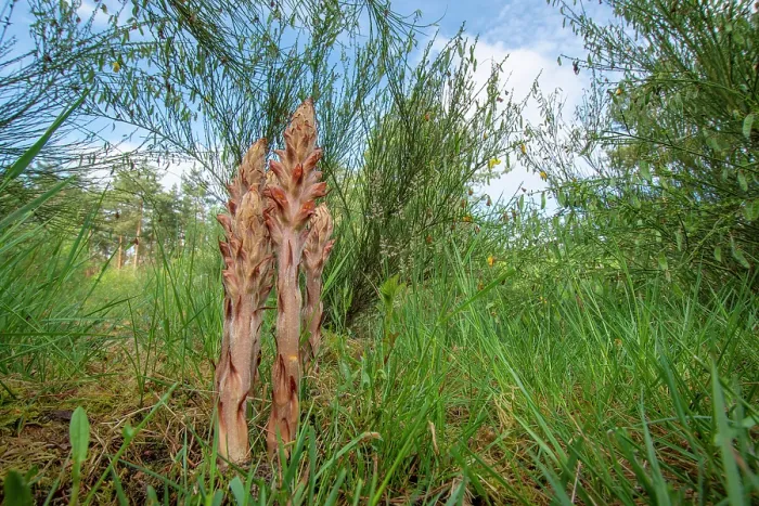 Framed Print : Greater broomrape (Orobanche rapum-genistae) in flower, Nijmegen, The Netherlands. May Framed Print : Greater broomrape (Orobanche rapum-genistae) in flower, Nijmegen, The Netherlands. May