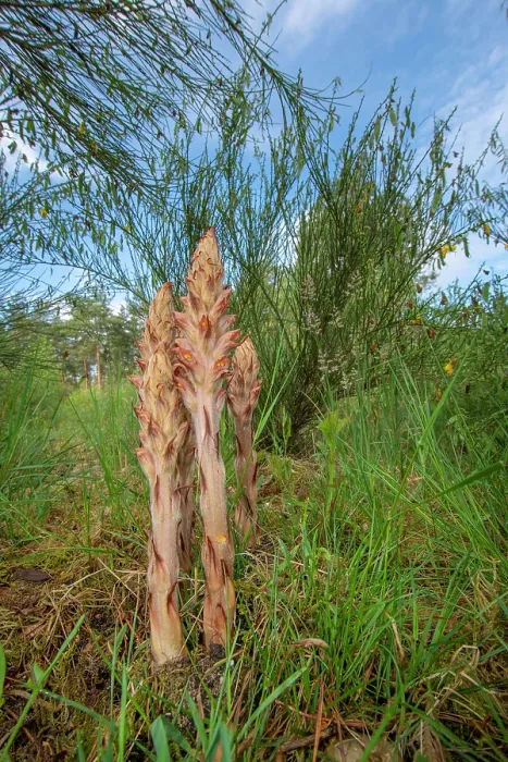 Framed Print : Greater broomrape (Orobanche rapum-genistae) in flower, Nijmegen, The Netherlands. May