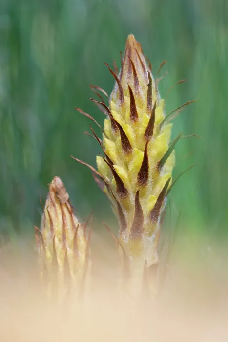 Framed Print : Greater broomrape (Orobanche rapum-genistae) in flower, Nijmegen, The Netherlands. May Framed Print : Greater broomrape (Orobanche rapum-genistae) in flower, Nijmegen, The Netherlands. May