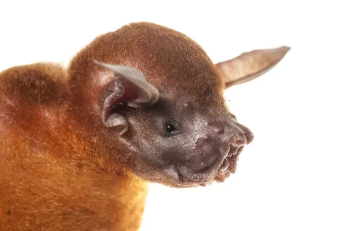 Framed Print : Greater bulldog bat (Noctilio leporinus) portrait, Surama, Guyana. Meetyourneighbours