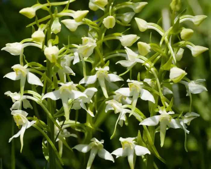 Framed Print : Greater butterfly orchid (Platanthera chlorantha) Lower Woods, Gloucestershire, England Framed Print : Greater butterfly orchid (Platanthera chlorantha) Lower Woods, Gloucestershire, England