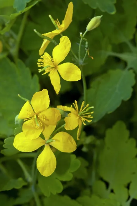 Framed Print : Greater celandine (Chelidonium majus) in flower, South Croydon, Surrey, England, UK. May Framed Print : Greater celandine (Chelidonium majus) in flower, South Croydon, Surrey, England, UK. May