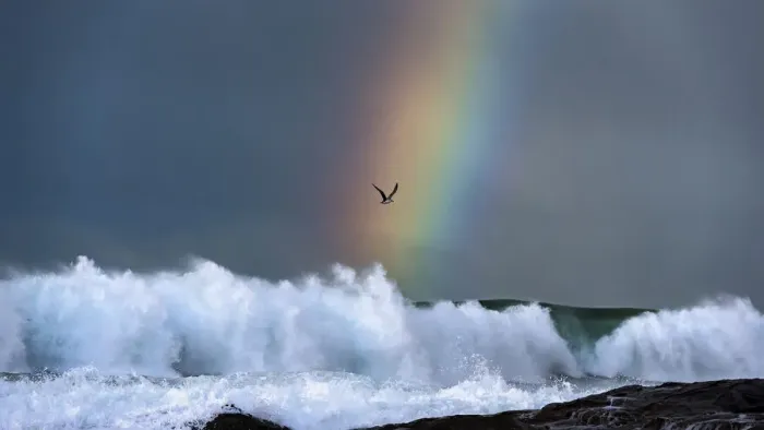 Framed Print : Greater crested tern (Thalasseus bergii) flies over breaking waves on a stormy day Framed Print : Greater crested tern (Thalasseus bergii) flies over breaking waves on a stormy day