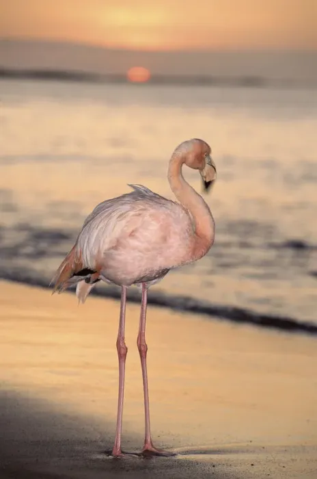Framed Print : Greater flamingo on beach at sunset, Galapagos Islands Framed Print : Greater flamingo on beach at sunset, Galapagos Islands