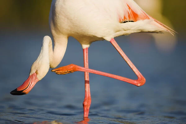Greater flamingo (Phoenicopterus roseus) scratching neck, in lagoon, Pont Du Gau