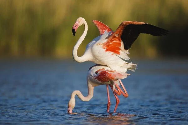 Greater flamingo (Phoenicopterus roseus) pair mating, in lagoon, Pont Du Gau, Camargue