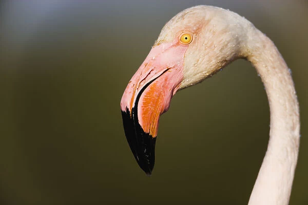 Greater flamingo (Phoenicopterus roseus) head profile, Pont Du Gau, Camargue, France