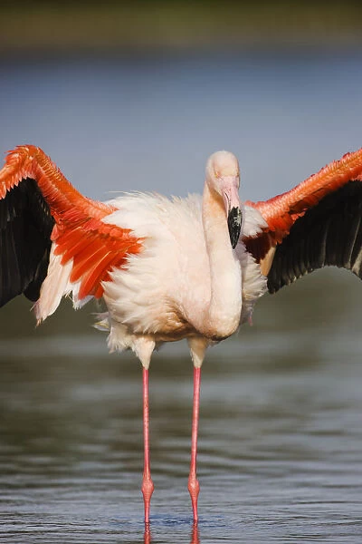 Greater flamingo (Phoenicopterus roseus) stretching wings, in lagoon, Pont Du Gau