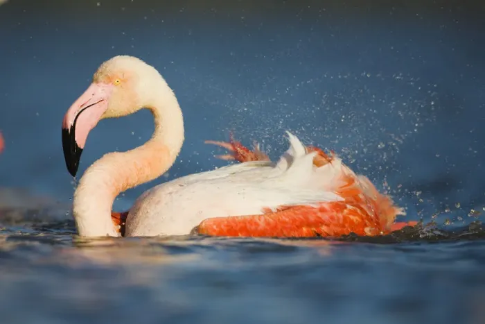 Framed Print : Greater flamingo (Phoenicopterus roseus) bathing, Pont Du Gau, Camargue, France, May 2009 Framed Print : Greater flamingo (Phoenicopterus roseus) bathing, Pont Du Gau, Camargue, France, May 2009