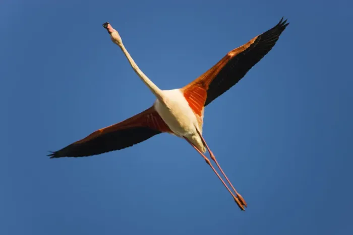 Framed Print : Greater flamingo (Phoenicopterus roseus) in flight, Camargue, France, April 2009 Framed Print : Greater flamingo (Phoenicopterus roseus) in flight, Camargue, France, April 2009