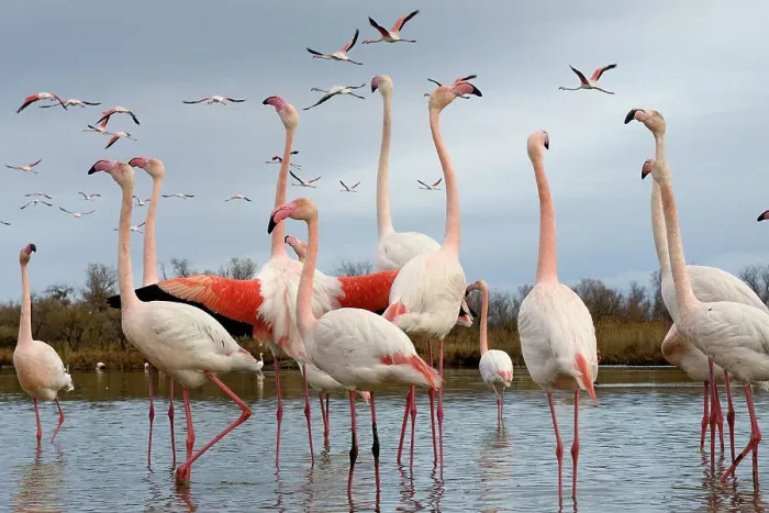 Framed Print : Greater flamingo (Phoenicopterus roseus) flock standing in lake as others fly overhead and one bird flaps its wings, Camargue, France, January Framed Print : Greater flamingo (Phoenicopterus roseus) flock standing in lake as others fly overhead and one bird flaps its wings, Camargue, France, January