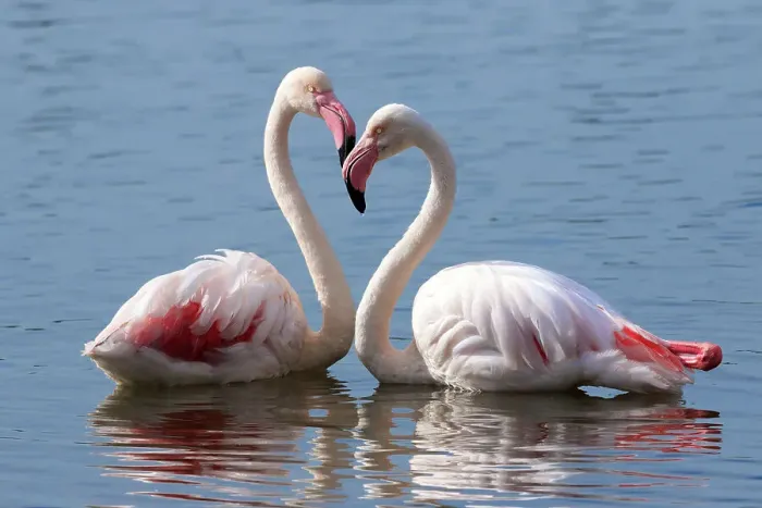 Framed Print : Greater flamingo (Phoenicopterus roseus) pair at rest in water, Cape Town, South Africa, July Framed Print : Greater flamingo (Phoenicopterus roseus) pair at rest in water, Cape Town, South Africa, July