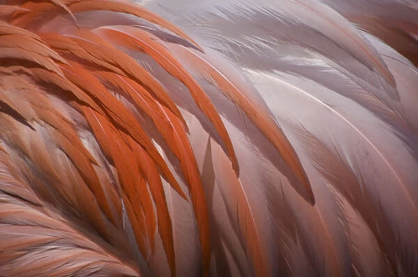 Greater flamingo (Phoenicopterus ruber) feathers on back, captive