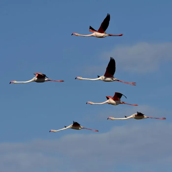 Framed Print : Greater flamingo (Phoenicopterus ruber) flock in flight, Pont de Gau, Camargue, France Framed Print : Greater flamingo (Phoenicopterus ruber) flock in flight, Pont de Gau, Camargue, France