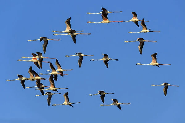 Greater flamingoA(Phoenicopterus roseus), flock in flight, Rajasthan, India