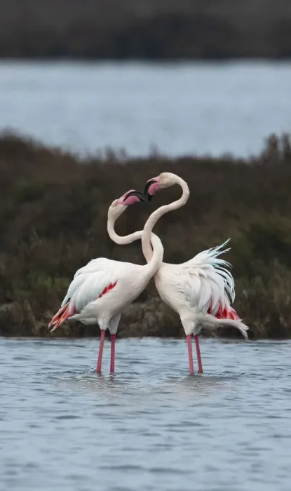 Framed Print : Greater flamingoes (Phoenicopterus roseus) males twisting their necks together Framed Print : Greater flamingoes (Phoenicopterus roseus) males twisting their necks together