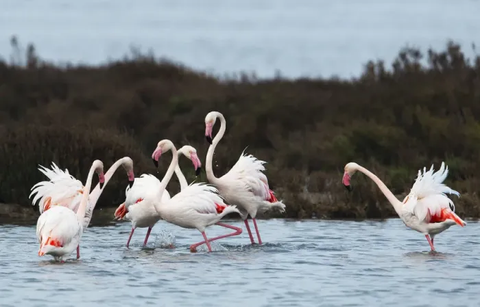 Framed Print : Greater flamingoes (Phoenicopterus roseus) meeting and selecting mates in a disused salt Framed Print : Greater flamingoes (Phoenicopterus roseus) meeting and selecting mates in a disused salt