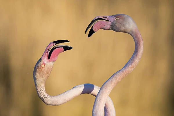 Greater flamingos (Phoenicopterus roseus) with necks intertwined, Pont De Gau Park
