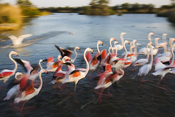 Greater flamingos (Phoenicopterus roseus) taking off from lagoon, Camargue, France