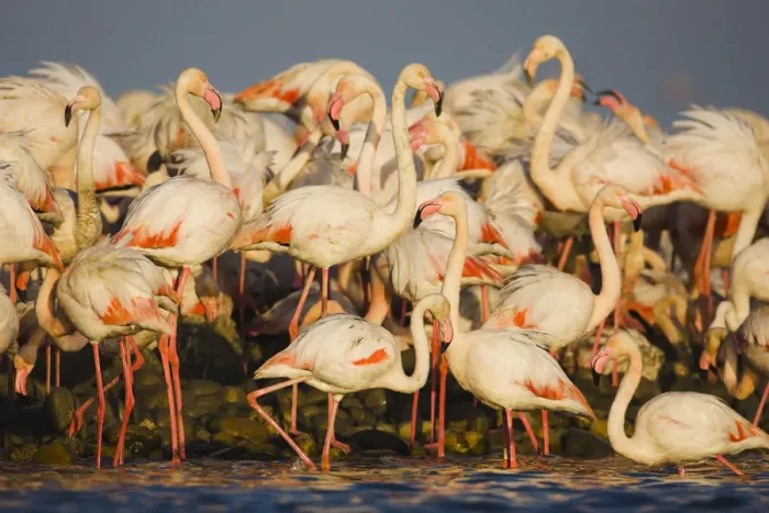 Framed Print : Greater flamingos (Phoenicopterus roseus) part of breeding colony of approx 10, 000 pairs Framed Print : Greater flamingos (Phoenicopterus roseus) part of breeding colony of approx 10, 000 pairs