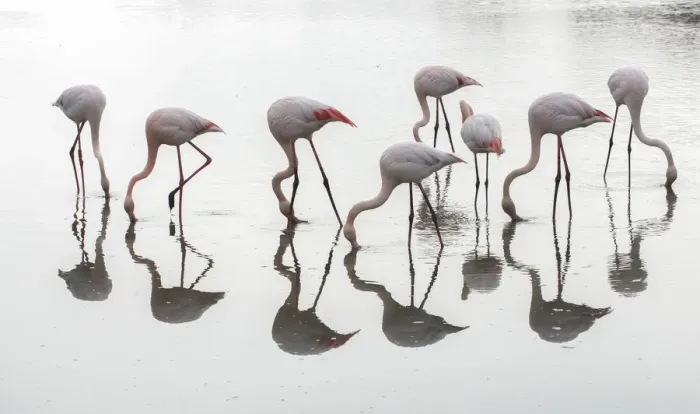 Framed Print : Greater flamingos (Phoenicopterus roseus) flock reflected, feeding in water, Pont Framed Print : Greater flamingos (Phoenicopterus roseus) flock reflected, feeding in water, Pont