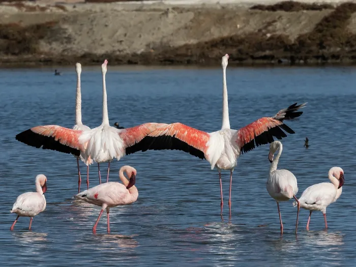Framed Print : Greater flamingos (Phoenicopterus roseus) and Lesser flamingos (Phoeniconaias minor) flocking together on a saltpan with Greater flamingos stretching their wings, Berg River