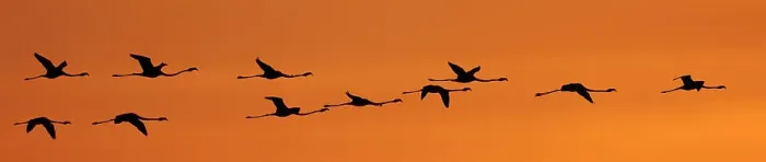 Framed Print : Greater flamingos (Phoenicopterus ruber) in flight at dawn, Camargue, France. Digitally added flamingo Framed Print : Greater flamingos (Phoenicopterus ruber) in flight at dawn, Camargue, France. Digitally added flamingo