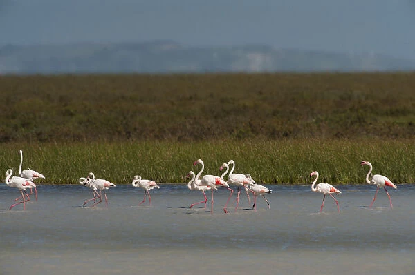 Greater flamingos (Phoenicopterus ruber) in lagoon, Doana National & Natural Park