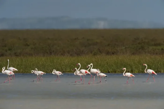 Framed Print : Greater flamingos (Phoenicopterus ruber) in lagoon, Doana National & Natural Park Framed Print : Greater flamingos (Phoenicopterus ruber) in lagoon, Doana National & Natural Park