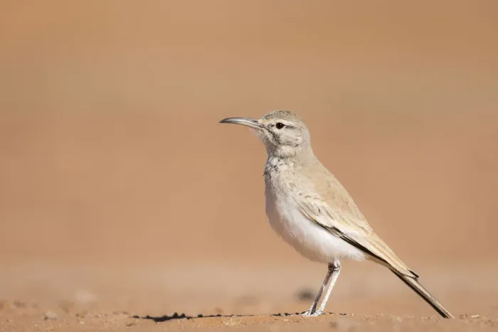 Framed Print : Greater hoopoe-lark (Alaemon alaudipes) standing on desert sand, Southern Morocco, Africa Framed Print : Greater hoopoe-lark (Alaemon alaudipes) standing on desert sand, Southern Morocco, Africa