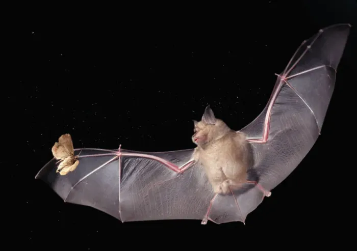 Framed Print : Greater horseshoe bat {Rhinolophus ferrumequinum} in flight hunting a moth at night