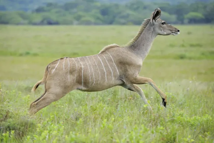 Framed Print : Greater kudu (Tragelaphus strepsiceros) female running, St Lucia Wetlands National Park Framed Print : Greater kudu (Tragelaphus strepsiceros) female running, St Lucia Wetlands National Park
